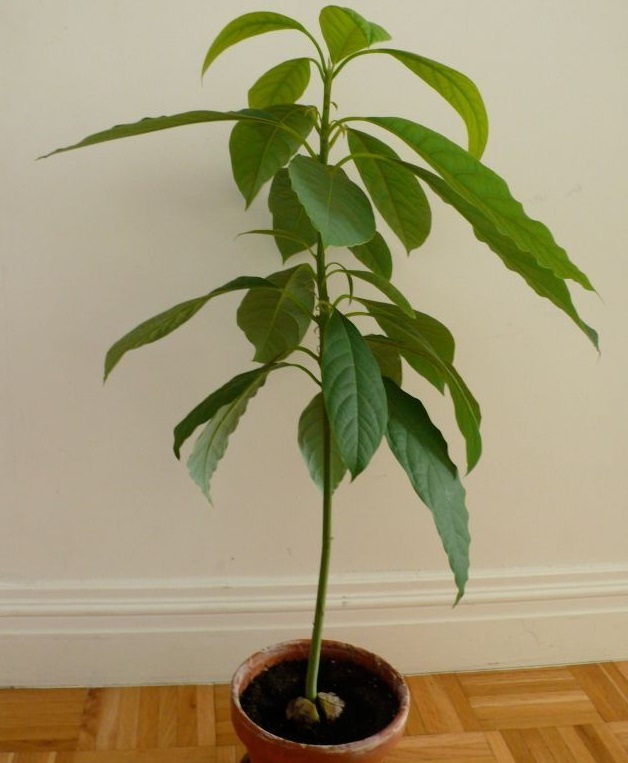 germination avocatier